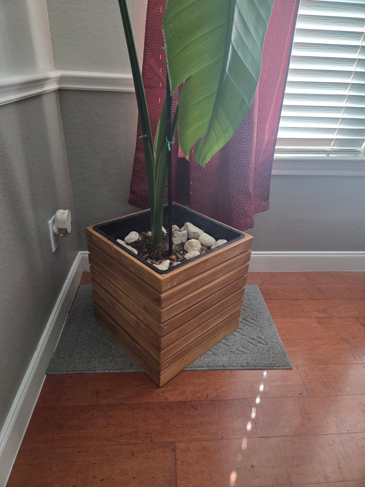 Slatted wood indoor planter box with a tall leafy plant in a corner